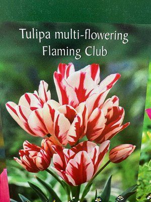 Тюльпан мультифлора Flaming Club. шт 9643 фото