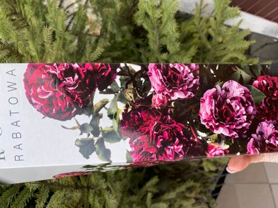 Троянда бордюрна темно-бордова 50-90 см , шт 00548 фото