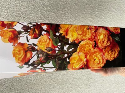 Троянда бордюрна оранджева 50-90 см , шт 00550 фото