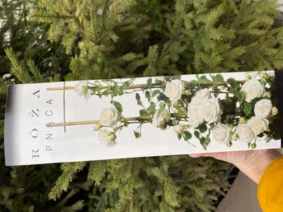 Троянда плетюча біла  250-500 см , шт 00551 фото