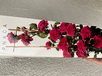 Троянда плетюча насичено рожева  250-500 см , шт 00553 фото