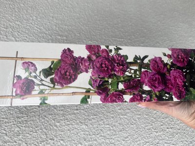 Троянда плетюча фіолетова  250-500 см , шт 00554 фото