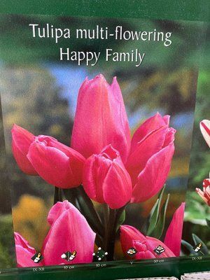 Тюльпан мультифлора Happy Family (1 шт) 1021 фото