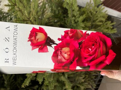 Троянда великоквіткова, рожева 1 шт 00540 фото