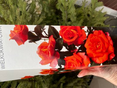 Троянда великоквіткова, оранджева з серединкою 1 шт 00541 фото