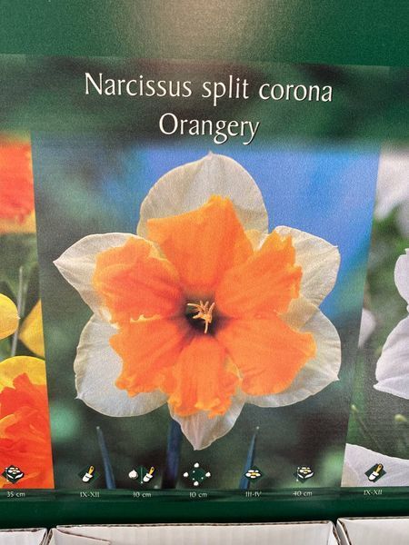Нарцис split corona Orangery, шт 6874 фото