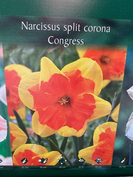 Нарцис split corona Congress, шт 648 фото