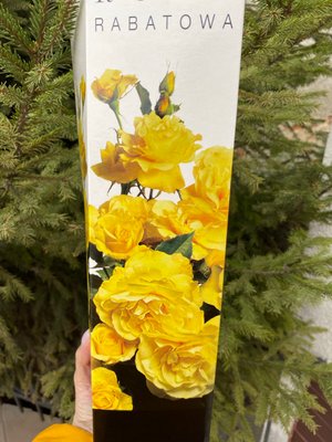 Троянда бордюрна жовта 50-90 см , шт 00537 фото