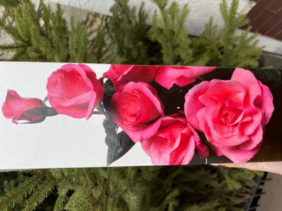 Троянда великоквіткова, рожева з серединкою 1 шт 00543 фото
