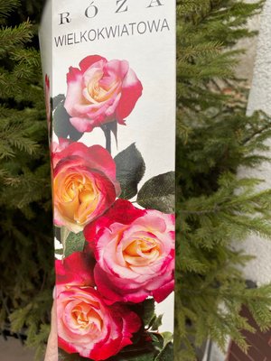 Троянда великоквіткова, рожева з серединкою 1 шт 00538 фото