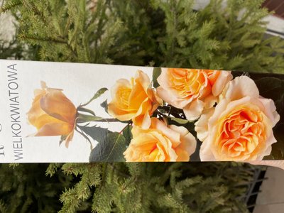 Троянда великоквіткова, оранджева з серединкою 1 шт 00544 фото