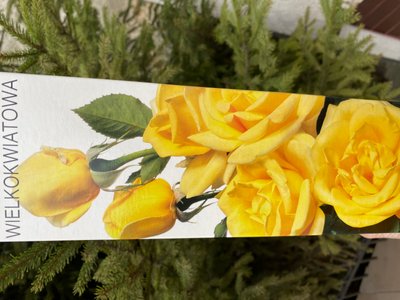 Троянда великоквіткова, жовта 1 шт 00545 фото