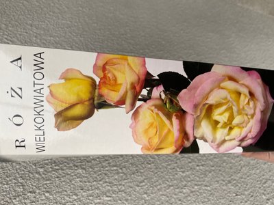 Троянда великоквіткова, біло-оранджево-рожева 1 шт 00546 фото