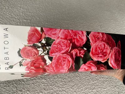 Троянда бордюрна рожева 50-90 см , шт 00547 фото